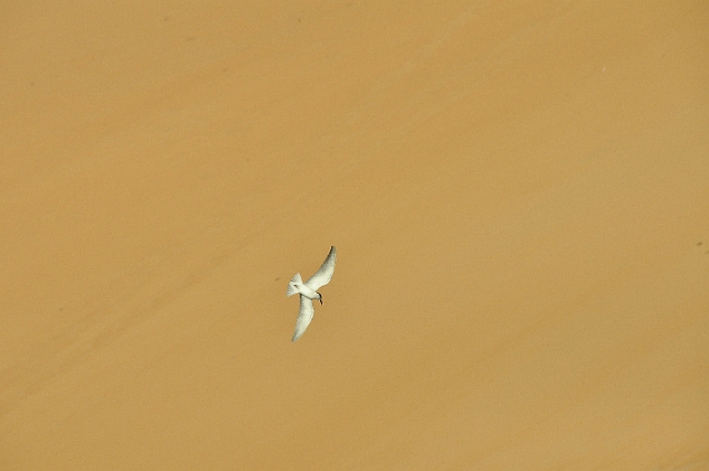 2013 02 09_7115_edited-1.jpg - COMMON TERN WITH SAHARA AS BACKDROP - THE NILE, ASWAN, EGYPT - SECOND NATURE TOUR